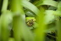 Green and Golden Bell Frog Royalty Free Stock Photo