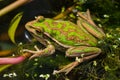 Green and Golden Bell Frog Royalty Free Stock Photo