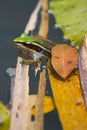 Green and golden bornean frog next to a leaf, Mala