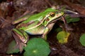 Green and Golden Frog feeding Royalty Free Stock Photo
