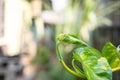 Green Golden pothos in nature Royalty Free Stock Photo