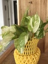 green Golden pothos plant in a pot Royalty Free Stock Photo
