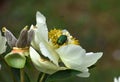 Green Golden Shimmering Beetle On Peony Flower