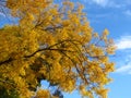 Green golden yellow tree leaves on blue sky background. Sun light. Autumn, fall season, nature, hot sunny warm weather. Royalty Free Stock Photo