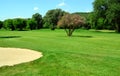 Green golf course, flowering tree and sand pit