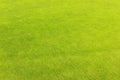 Green golf field grass Royalty Free Stock Photo