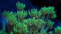 Green Goniopora Coral Tentacles Extended Vertically into Current Royalty Free Stock Photo