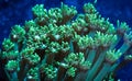 Green Goniopora Coral Tentacles Extended Vertically into Current Royalty Free Stock Photo