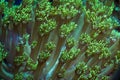 Green Goniopora Coral Tentacles Extended Vertically into Current