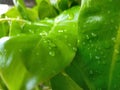 Green money plants with winter morning drops looks beautiful