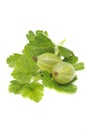 Green Gooseberries Royalty Free Stock Photo