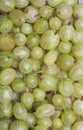 Green gooseberries Royalty Free Stock Photo