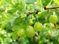 Green gooseberries