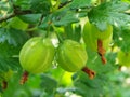 Green gooseberries Royalty Free Stock Photo