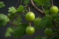 Green gooseberries on a branch with green leaves in the garden