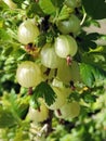 Green gooseberries