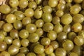 Green gooseberries