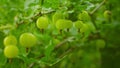 Green gooseberries ripen on the bushes