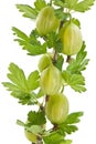 Green gooseberry branch Royalty Free Stock Photo