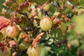 Green gooseberry fruit on a bush in close up Royalty Free Stock Photo