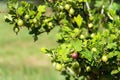 Green gooseberry fruit bush Ribes uva-crispa in garden