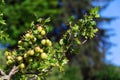 Green gooseberry fruit bush Ribes uva-crispa in garden