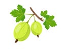 Gooseberies on branch with leaves. Vector illustration. Royalty Free Stock Photo