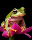 A Captivating Close-Up Portrait of a Frog Sitting on a Flower, Isolated on Black Background