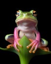 A Captivating Close-Up Portrait of a Frog Sitting on a Flower, Isolated on Black Background