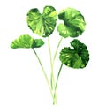 Green gotu kola leaves, Centella asiatica, asiatic or indian pennywort, Herbal Thankuni leaf, herb and medicinal plant Royalty Free Stock Photo