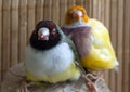 Portrait of two Gouldian Finches, perched on a small stump.