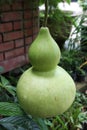 Green gourd Royalty Free Stock Photo