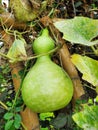 Green gourd Royalty Free Stock Photo