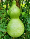 Green gourd Royalty Free Stock Photo