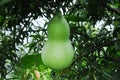 Green gourd Royalty Free Stock Photo