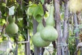 Green gourd Lagenaria siceraria Royalty Free Stock Photo