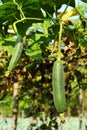 Green gourd plant hanging on vine Royalty Free Stock Photo