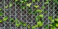 Green gourd vine or creeping plant growth on the stainless fence with wall background. Royalty Free Stock Photo