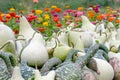 Green gourds and Flowers Royalty Free Stock Photo