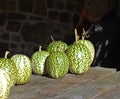 Green gourds on a shed table Royalty Free Stock Photo