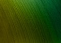 Green gradient textured background design for wallpaper