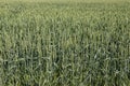 Green grain on a big german grain field