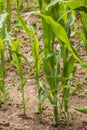 Green grain on a big german grain field