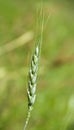 Green grain Royalty Free Stock Photo