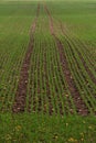 Green grain field Royalty Free Stock Photo