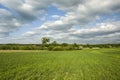 Green grain, forest and cloudy sky Royalty Free Stock Photo