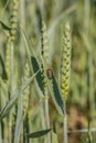 Green grain and a red bug on a big german grain field