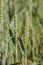 Green grain and a red bug on a big german grain field