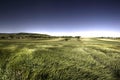 Green grain in windy day Royalty Free Stock Photo