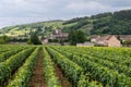 Green grand cru and premier cru vineyards with rows of pinot noir grapes plants in Cote de nuits, making of famous red Burgundy